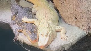 Alligators Cuddle at Georgia Aquarium