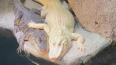 Alligators Cuddle at Georgia Aquarium