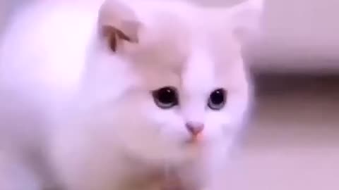 Funniest video Cat