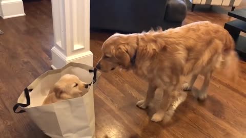 Golden Retriever meets his new puppy sister