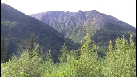 American Chestnut BLIGHT - Greatest forest loss in history