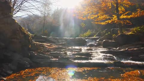 Enchanting Autumn Forests with Beautiful Piano Music