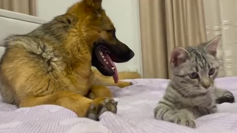 What does a German Shepherd do when a Kitten ignores him