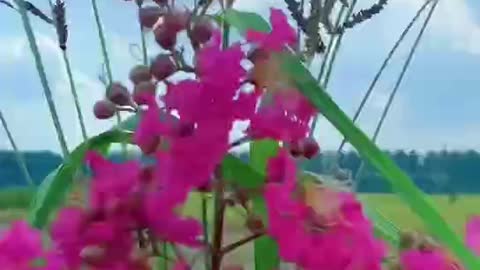 Various bouquets made of wild flowers