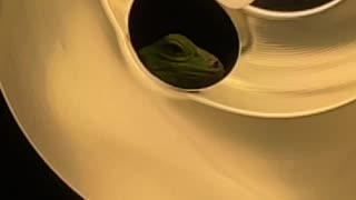 Iguana Found in Bathroom Light Fixture