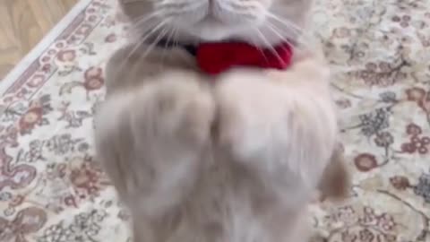 cute cat viral video