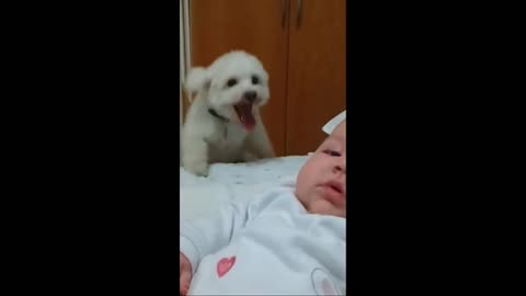 Bouncing Puppy Loves Baby