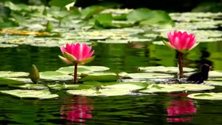 Lotus flowers and ducks on a calm lake