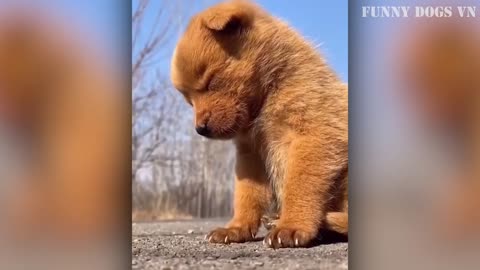 Funniest Animals Video - Funny Dogs And Cats - Try Not To Laugh Animals 2023 P6