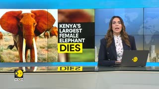 Africa: Kenya's largest female elephant 'Dida' dies