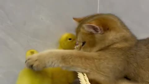 The life of ducklings and cute cats.Very interesting😊