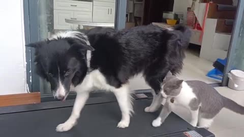 Cats, dogs and dogs walk on the treadmill together