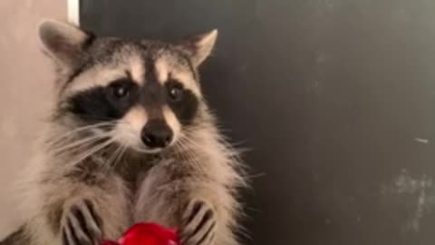 Pet raccoon chows down on tasty jello treat