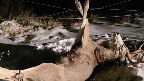 Couple Frees Buck Tangled in Barbed Wire Fence