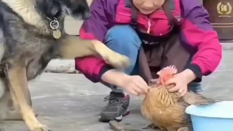 Dogs who don't want their friends to be slaughtered