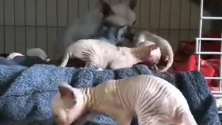 Lovely sphynx kittens