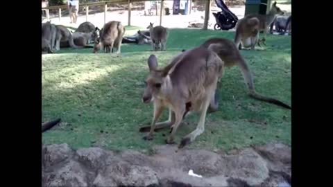 Go Inside a Kangaroo Pouch - Baby Kangaroo 🦘