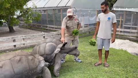 The keepers feed the giant snapping turtle fruit