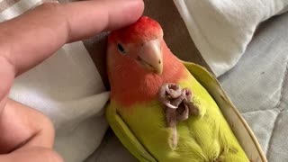 Fred the Pet Parrot Relaxes in Bed