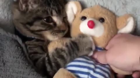 SO CUTE CAT!! The cat can't sleep without hugging his favorite stuffed animal 🐈🐻💤