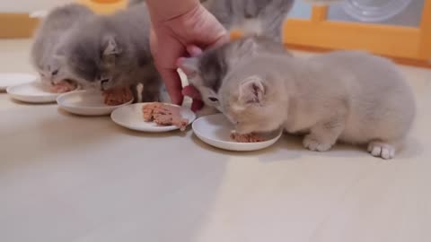 Kitten gets angry and meows if I take too much time to feed it.