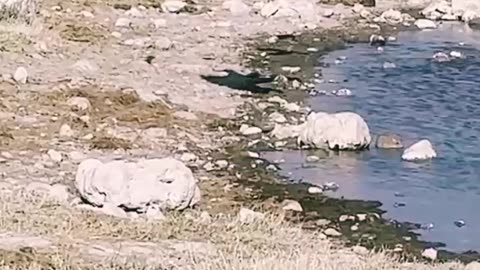 "Incredible Wildlife Encounter: Watch a Wild Cat Catch a Bird Mid-Flight 🐦🐾"