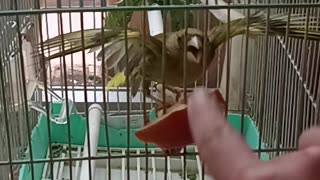 Cute verderon birdie