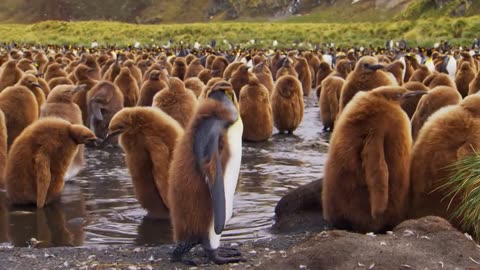 Why Are Penguin Chicks Born Fluffy || Wild Child