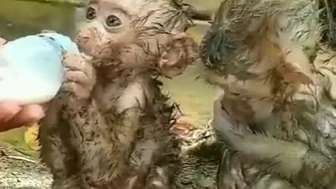 Two monkey babies survive floods 🐒 🐵 #monkey #animal