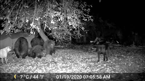Grizzly Bear invasion in the back yard. 4 Grizzly come into the backyard