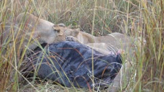 Lion family having lunch