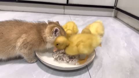 Cute kitten takes cute duckling to eat delicious food.