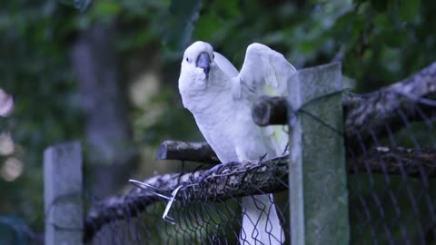 Cacatua falante