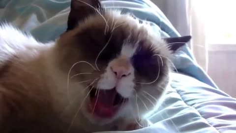 Funny Video Jokes about Cats