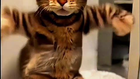 Dancing cat