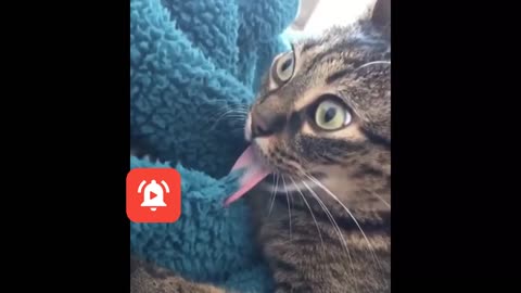 Never let your cat lick the wool blanket
