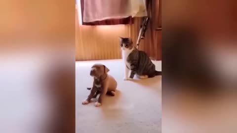 Funniest Animals 2023 🐶🐱 | Funny Cats and Dogs