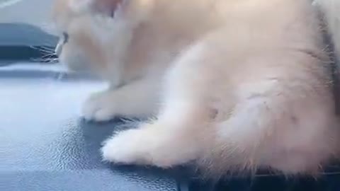 Cute Cat in Car Animals