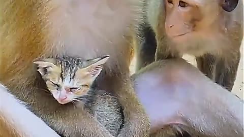 Monkey comfortable then adopts abandoned kitna in touching moment (watch till the end)#short