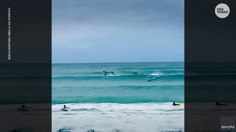 30 seconds of gleeful vibes as this dolphin pod caught waves with surfers in Australia.