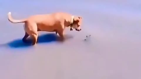 Funny Unpredictable Animal Video