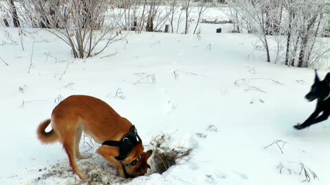 dogs.1training