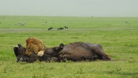 Amazing Footage of a Male Lion Taking Down a Buffalo with Consumate Ease Befofe your Very Eyes!