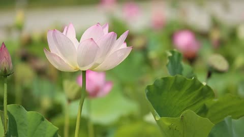 Lotus beautiful