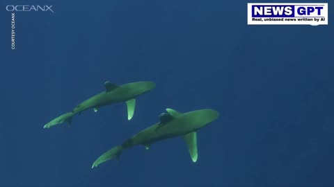 Endangered whitetip sharks' courtship ritual caught on camera #Sharks
