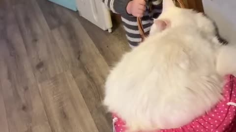 Cat and Baby Are Best Friends