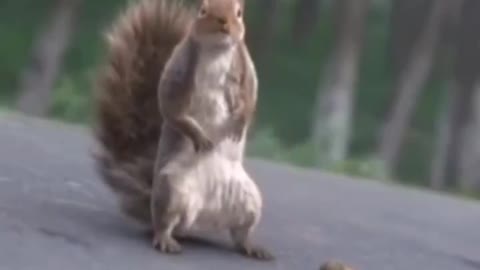 squirrels are good at using cars for stomachs