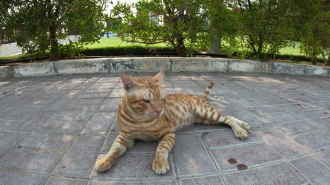 CHRIS MARTIN - Homeless cat in Ras Al Khaimah, UAE #cat #cats #ChrisMartin #emirates #ae #UAE #food