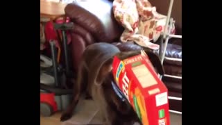 Dog caught with nose in the cheez-it box