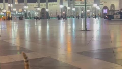 Cat In Madinah